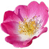 Musk rose